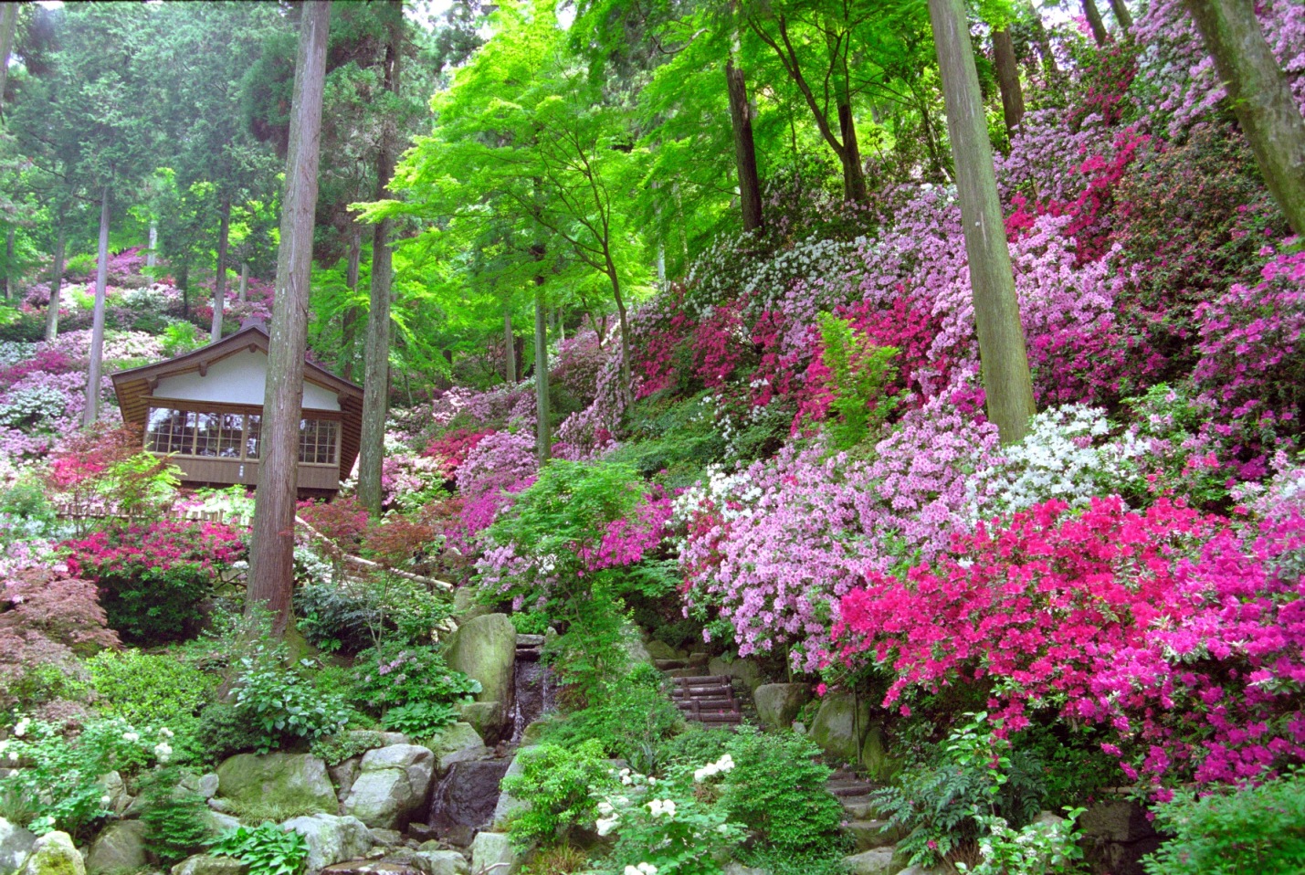 佐賀県 #大興善寺